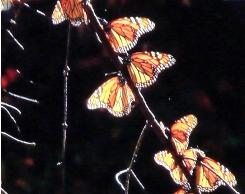 P1000469